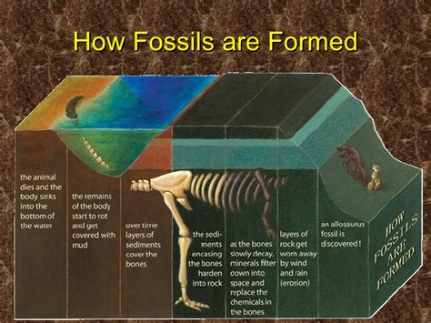 how are fossils formed videos.